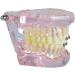 Metal & Ceramic Orthodontic Braces for Dentists | Dental Study Tools & Models - Buy Online on GoSupps.com
