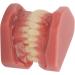 Teeth Demonstration Model - Orthodontic Mouth Training Reusable 28 Tooth Simulation for Dental Professionals & Hospitals - Buy Online on GoSupps.com