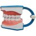 Large 6-Fold Dental Model for Kids - Ideal for Oral Care Lessons Tooth Brushing & Prosthesis Study - Buy Online on GoSupps.com