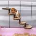 Kitabetty Wooden Hamster Ladder Natural Apple Wood Pet Ladder Hamster Climbing Ladder Pet Bridge Toy Pet Climbing Stairs Training Tool Hamster Cage Accessories - Buy Online on GoSupps.com