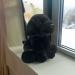 VFM Black Labrador Soft Toy - Lifelike 30cm Dog Plush - Buy Online on GoSupps.com