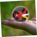Frcolor 2pcs Chinese Baoding Balls - 40mm Hand Exercise & Fitness Training Balls | Health Care Iron Balls in Decorative Box - Buy Online on GoSupps.com