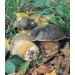 WENXUANSU:2 Pound (908 grams) Boletus aereus mushroom dried Grade A Black porcini - Buy Online on GoSupps.com