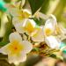 Deve Herbes Pure Frangipani Essential Oil (Plumeria alba) Steam Distilled 100ml X 3 (Pack of Three) (10 oz) - Buy Online on GoSupps.com