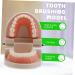 Mobestech Dentist Tooth Model Typodont for Kids | Educational Health Care & Tooth Brushing Recognition Toys | Preschool Teaching Materials - Buy Online on GoSupps.com