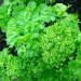 PLAT FIRM Seed Germination 300 Seeds Parsley Seeds Triple Curled A Beautiful Garnish High Vitamin C Content Free Ship