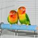 Bird Platform and Perches Set - Ideal for Parakeets, Cockatiels, Rats - Includes Lava Ledge and Sandpaper Perches - 4 Pack - Buy Online on GoSupps.com