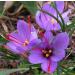 Saffron Crocus 25 Bulbs + Saffron Bulb Food | Crocus Sativus | Fast Shipping - Buy Online on GoSupps.com