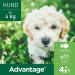 Elanco Advantage Spot-on 40 for Very Small Dogs - Quick Flea Control & Protection Up to 4 Weeks | 4 Pipets (0.4 ml) - Buy Online on GoSupps.com