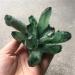 Room Decoration Natural Crystal Rough Specimen Green Ghost Phantom Quartz Crystal Cluster Rock Stones Crystals ReikiSpecimen Home DecorStone 300-400g - Buy Online on GoSupps.com