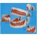 Shop Bovdc Teeth Model - Complete Dental Learning Tool for Tooth Extraction & Patient Communication - Buy Online on GoSupps.com