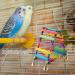 Buy Premium Wooden Bird Toys - Hammock Swings & Ladders for Parrots & Nymphensittich - International Shipping Available - Buy Online on GoSupps.com
