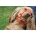 All-in-One Dog Headcollar Lead and Halter - Anti-Pull Solution (Red) - Buy Online on GoSupps.com