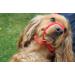 All-in-One Black Halter for Dogs Anti-Pull Harness | Suitable for All Breeds - International Shipping - Buy Online on GoSupps.com