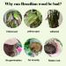 Brazilian Wood Plant Food Lucky Bamboo Liquid Fertilizer Lucky Brazilian Wood Houseplant Fertilizer Brazilian Wood Flowering Special Nutrient Solution (3pcs) - Buy Online on GoSupps.com