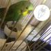 LAIYOHO 5Pcs Bird Vegetable Holder Clip Plastic Cuttle Bone Clip Bird Fruit Feeder Cuttlefish Clip Parrot Feeding Clip Bird Cage Food Holder for Bird Hamster Cockatiel Parrot Small Animals - Buy Online on GoSupps.com