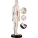 52CM Human Acupuncture Female Model Chinese Medicine Acupuncture Human Anatomy for Learning Meridians and Acupoints Arm Can Be Rotated - Buy Online on GoSupps.com
