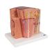 3B Scientific K13 Microanatomy Kidney Model 7.5-Inch Lengthx9.3-Inch Widthx10-Inch Height - Buy Online on GoSupps.com