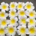 Tossper 4pcs Hawaiian Plumeria Foam Flower Hair Clips - Bohemian Hairpins for Bridal Weddings & Festivals (Yellow) - Buy Online on GoSupps.com
