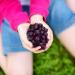 Sambucol Black Elderberry Gummies - 30 Count | Immune Support & Antioxidants - Buy Online on GoSupps.com