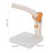Life-Size Elbow Joint Model - Accurate Skeleton for Study & Teaching | International Shipping - Buy Online on GoSupps.com