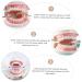 Kichouse Toy 1 PC Tooth Model - Standard Typodonto Dental Health Model for Kids | Eco-Friendly Plastic - Buy Online on GoSupps.com