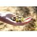 Castillo De Canena Arbequina Olive Oil 16.8 fl. oz. | Cold-Pressed & Fruity | Versatile for Bread, Soup, Pasta & Salad Dressing | Spanish EVOO - Buy Online on GoSupps.com
