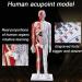 Male Acupuncture and Muscle Model Acupuncture Manikin 85Cm Meridian Anatomy Models with Accurate Lettering of Acupuncture Points for Teaching Training Presentation - Buy Online on GoSupps.com