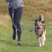 Trixie Jogging Line for Dogs with Belly Belt M-L | 1.20-1.50m | Ideal Leash for Medium to Large Dogs | Grafit/Black - Perfect for Active Dog Owners - Buy Online on GoSupps.com
