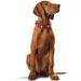 HUNTER SWISS Leather Dog Collar - High Quality Red/Black - Size 65 (L) - Premium Swiss Cross Design - International Shipping Available - Buy Online on GoSupps.com