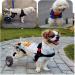 Adjustable Dog Wheelchair Two Wheels Pet Cart Animal Rehabilitation Cart for Handicapped Hind Legs Pet Exercise Wheels Lightweight Easy Assemble X - Small - Buy Online on GoSupps.com
