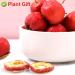 Buy Dried Hawthorn Berries (Shaanzha) - 80g Plant Gift for Health Tea | International Shipping - Buy Online on GoSupps.com
