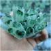 for 300-400g Natural Green Ghost Quartz Crystal Cluster Crystals raw Gem Specimen for Home&Office Decoration fengshui - Buy Online on GoSupps.com