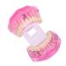 Transparent Adult Teeth Model - Pathological Removable Dental Teaching Tool Standard Size - Ideal for Study & Repairs - Buy Online on GoSupps.com