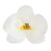 Dekora - Edible paper cake decoration White Orchid - Edible flowers for cake or cupcake