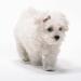 RDWESZOD 12 Pcs/6 Pairs Classic Check Pattern Hair Clip for Dogs Cats - Buy Online on GoSupps.com