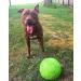 Jolly Pets Jolly Football - 8 Green Apple | Unisex Dog Toy | Horsemens Pride Inc. - Buy Online on GoSupps.com