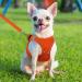 Joyal Reflective Dog Harness - Soft Padded Breathable Mesh for XS Puppies & Small Dogs (34-38cm Orange) - Buy Online on GoSupps.com