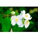 Jasmine Natural Solid Perfume (Jasmine 0.25 oz tin jar) - Buy Online on GoSupps.com
