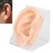 Soft Silicone Ear Model  Simulation Ear Acupuncture Practice Model for Hospital Display  Right Ear Model Teaching Demonstration and Acupuncture Ideal Tool Hearing Tools