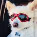 Petleso dog glasses Stylish pet sunglasses anti-fitting waterproof windproof eye protection anti-UV safety glasses for small/medium-sized dogs red