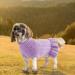 Shop Cute Dog & Cat Sweaters | Knitted Classic Pet Clothing for Small Dogs & Cats | XS Purple Dog Sweater Dress - Buy Online on GoSupps.com