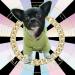 Glitter King Gold Dog Collar puppy Zircon 14mm Cuban Link Chain Handmade Iced out Diamond Exaggerated Full Cz Prong Set Clasp Pet Jewelry 18" - Buy Online on GoSupps.com