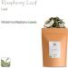 Organic Red Raspberry Leaf Tea for Pregnancy - 100g Loose Leaf Tea - RasberryLeaves 100g (1 Pack) - Buy Online on GoSupps.com