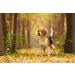 Lionet Paws Dog Bandana - Triangle Scarf for Small Medium & Large Dogs | White Flower Print - Buy Online on GoSupps.com