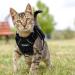 Breakproof Cat Leash Set & Adjustable Soft Kitten Vest - Reflective Stripes Black XS - Perfect for Small Kittens - Buy Online on GoSupps.com
