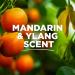 Tom's of Maine Complete Protection Deodorant 3-Pack - Mandarin & Ylang 2.25oz - Buy Online on GoSupps.com