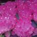 Home Decor 300-400g Electroplated Natural Crystal Cluster Specimen Raw Rock Quartz Flowers Aura Stones Gift Modern House Decor Gifts Natural Crystal Draw yuebang Reiki Crystal Stone - Buy Online on GoSupps.com