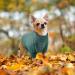 Warm Peacock Green Dog Sweater for Small Dogs - Winter Turtleneck Knit Sweater | Soft Stylish Pet Clothing - Buy Online on GoSupps.com