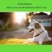 Homend Adjustable Dog Wheelchair for Disabled Hind Legs Puppy Cat/Dog/Puppy Walking Hind Legs Rehabilitation Easy Assemble Lightweight X-Small - Buy Online on GoSupps.com